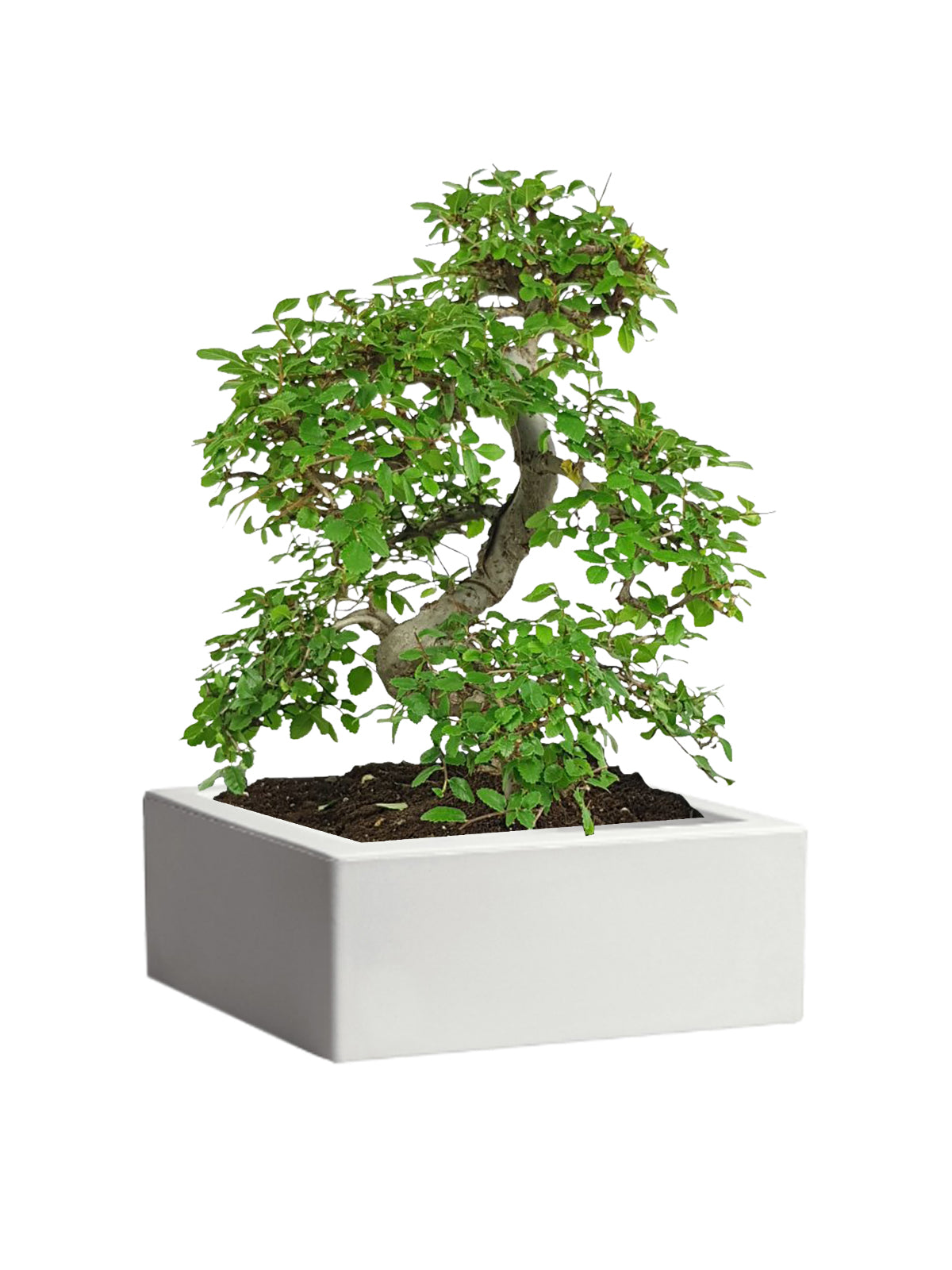 Bonsai Zelkova grande