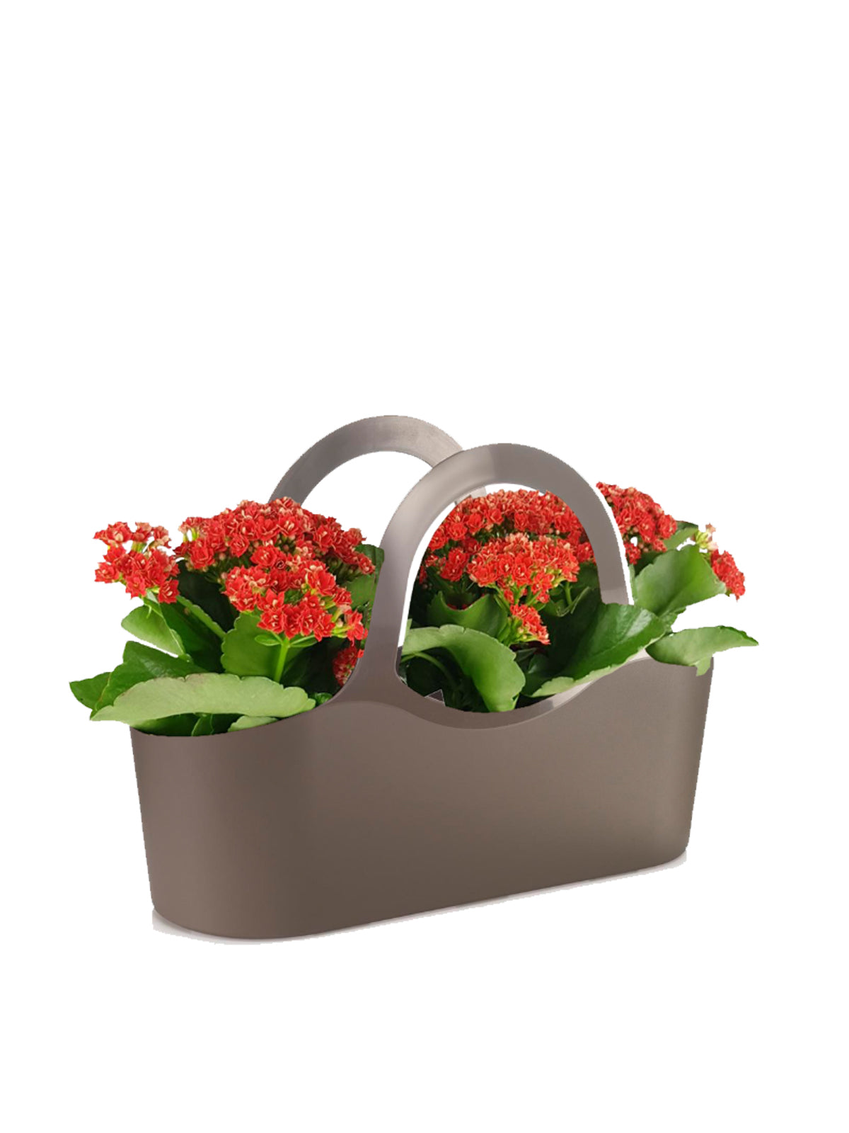 Borsa del Sorriso
