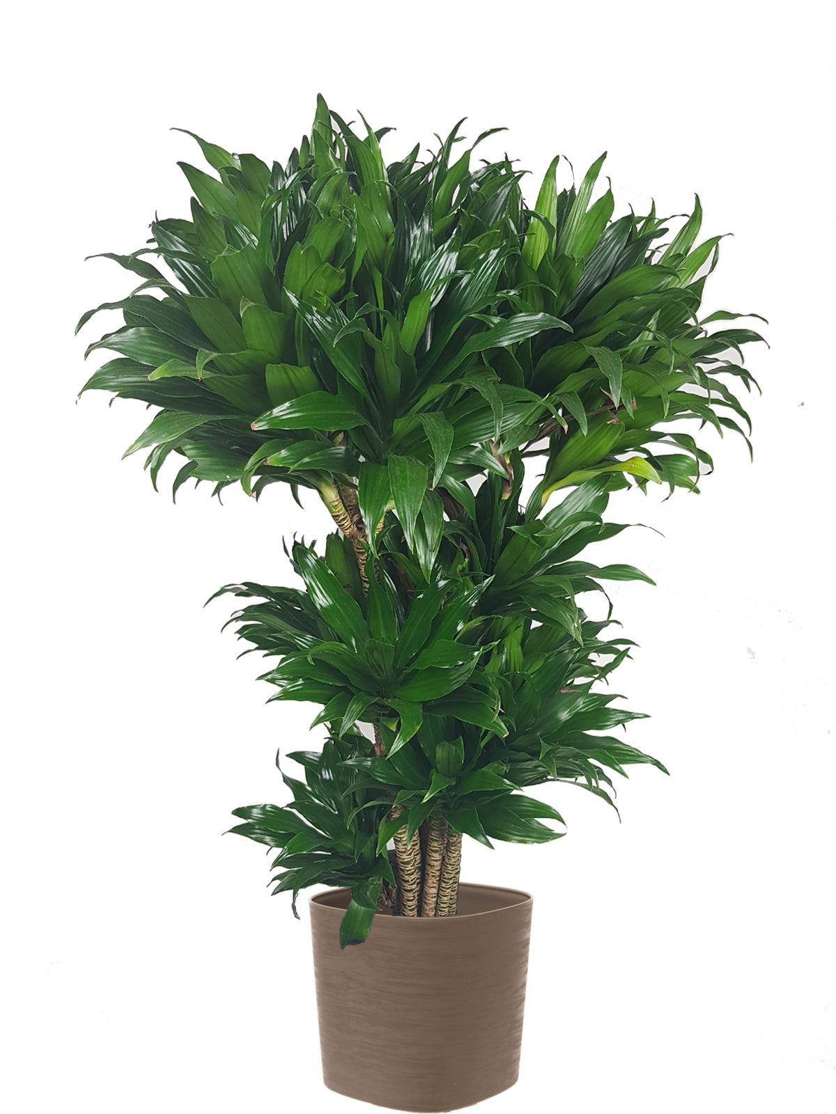 Albero della Felicità extra