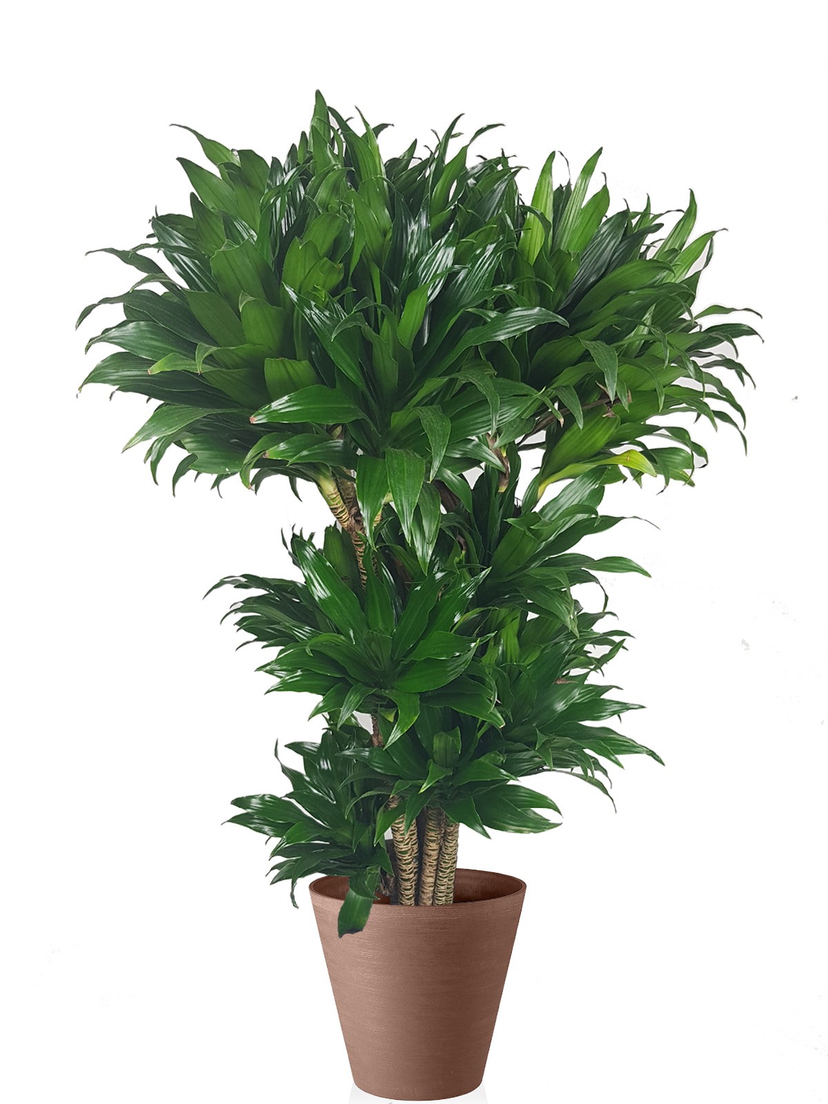 Albero della Felicità extra
