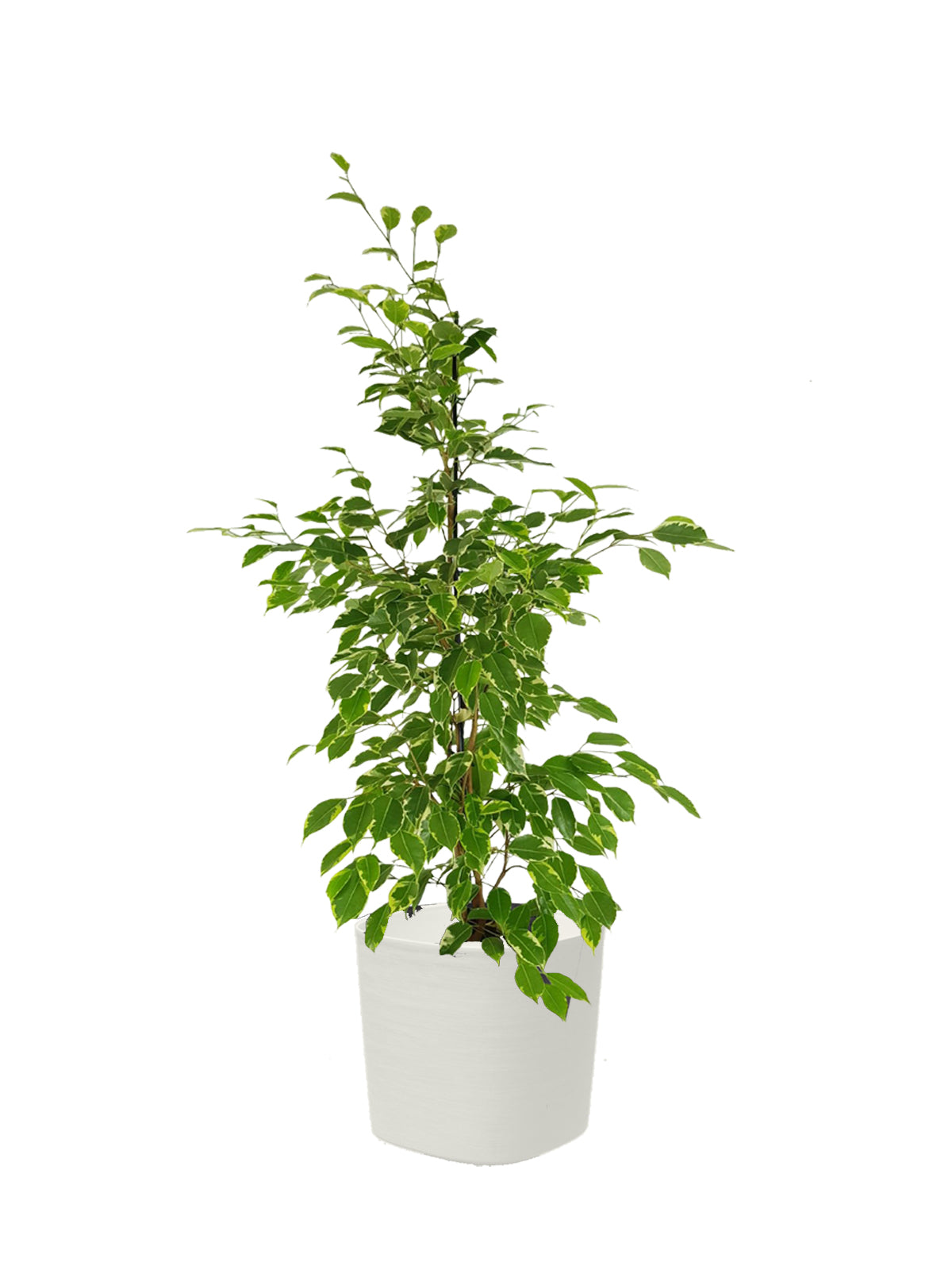 Ficus Benjamin grande