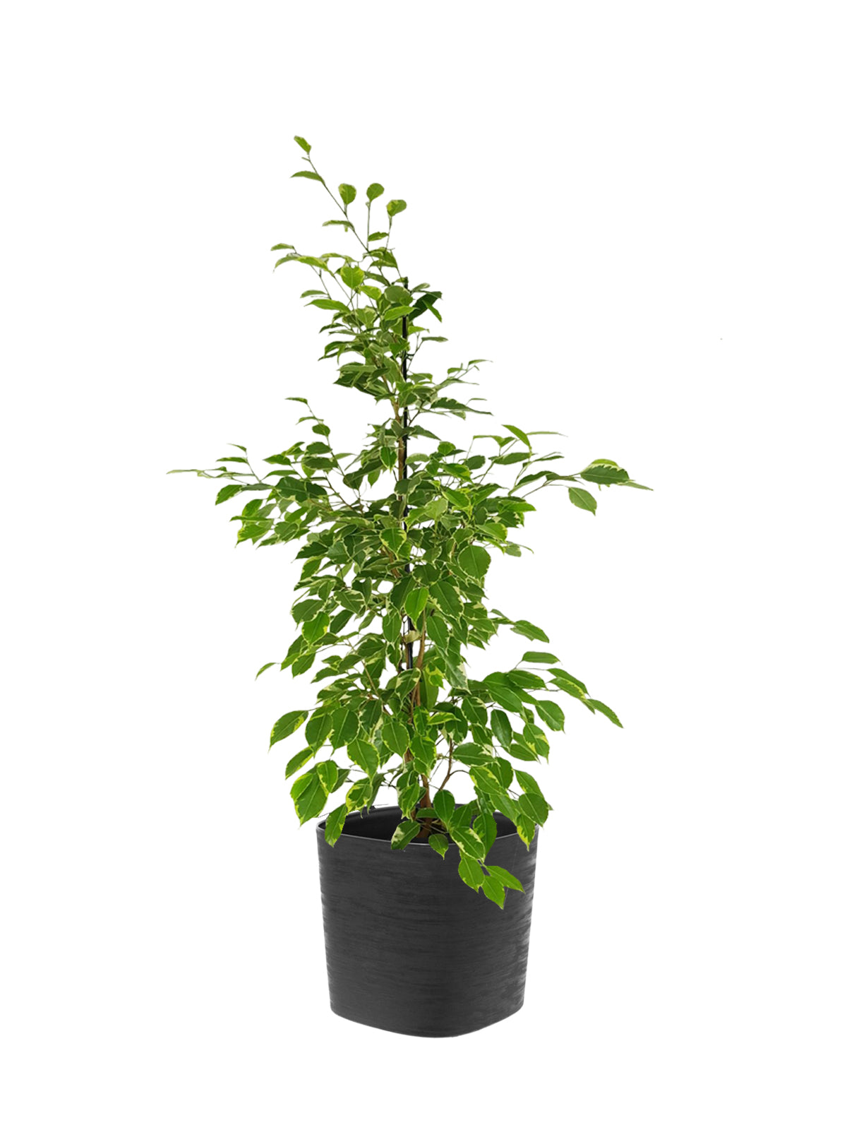 Ficus Benjamin grande