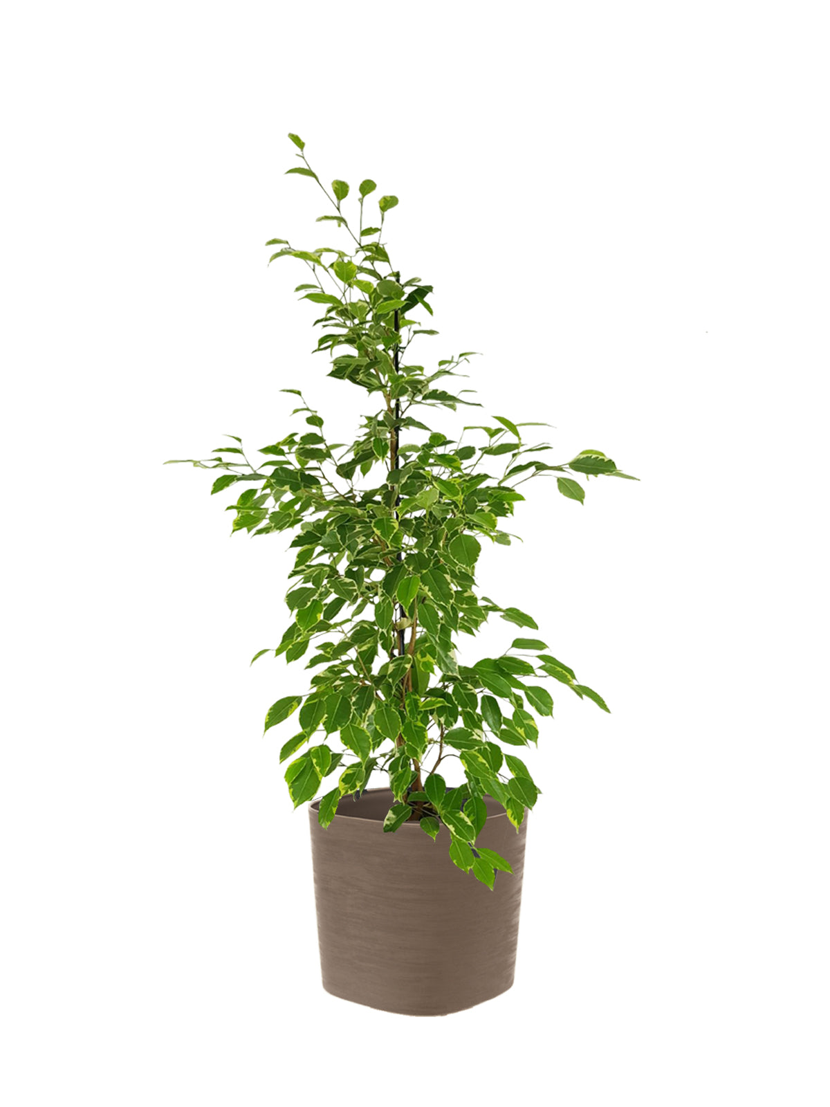 Ficus Benjamin grande