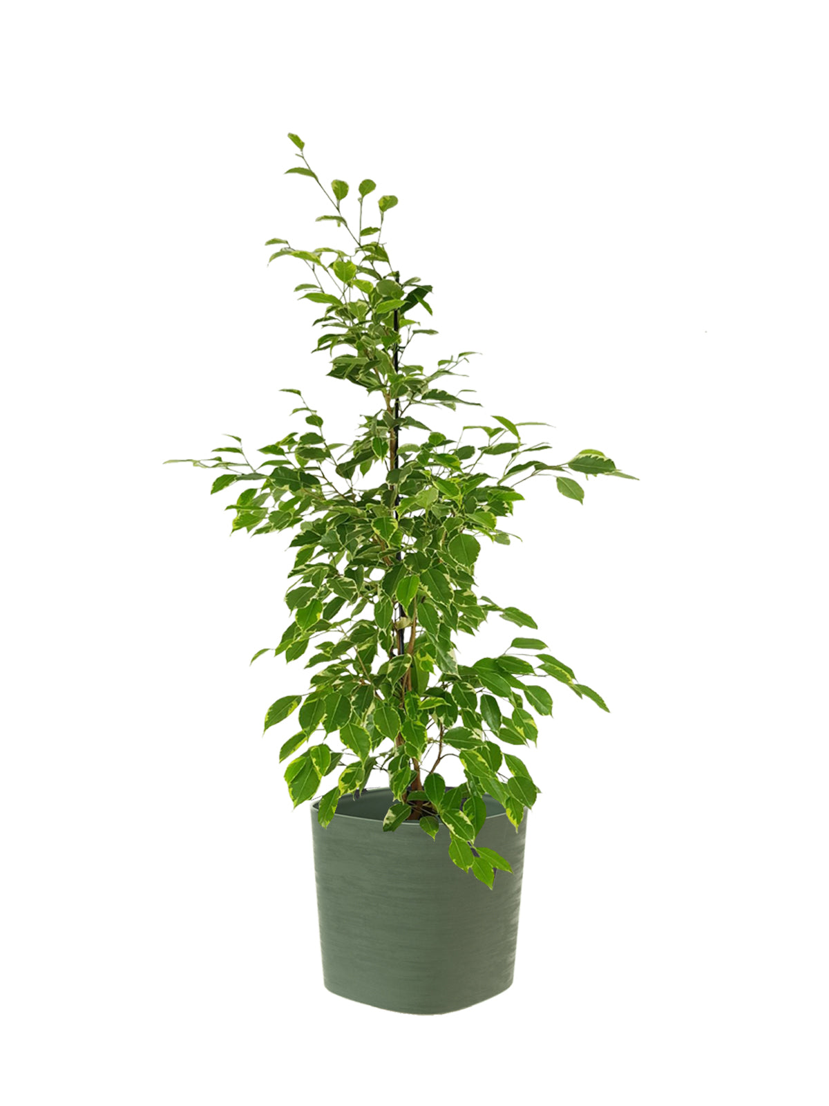 Ficus Benjamin grande
