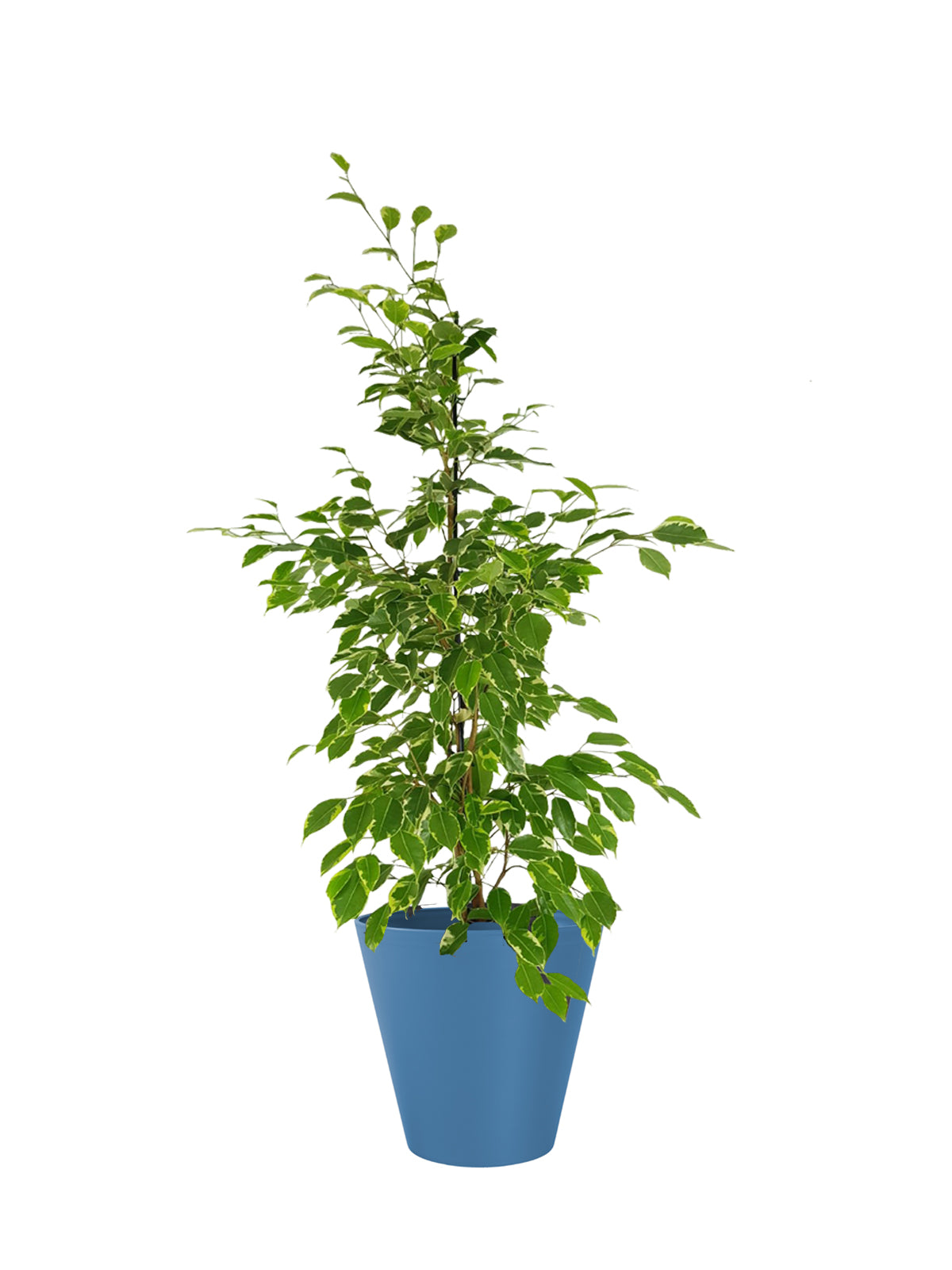 Ficus Benjamin grande
