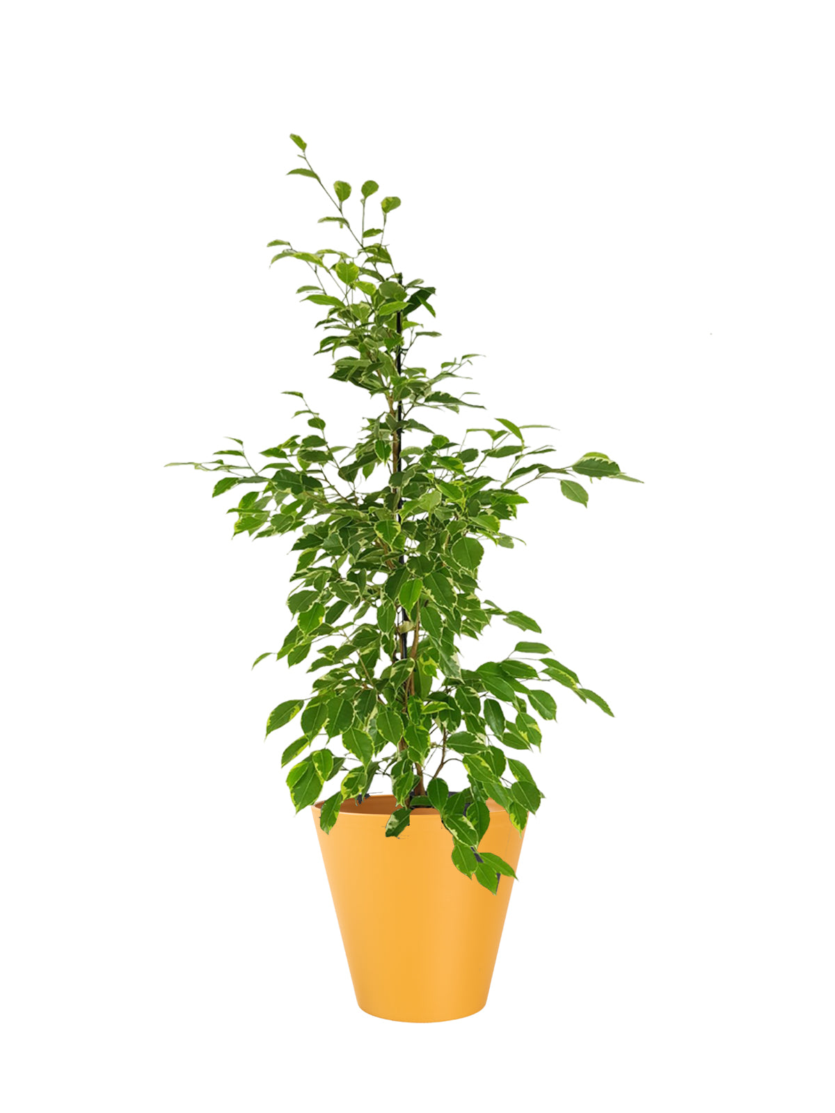 Ficus Benjamin grande