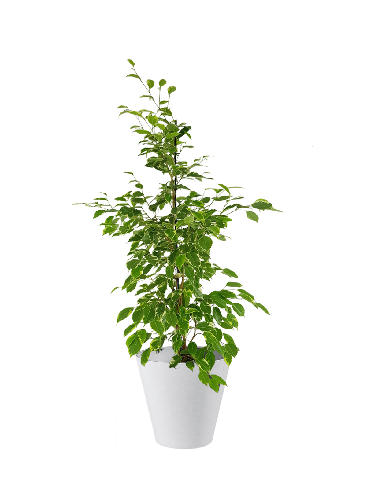 Ficus Benjamin grande