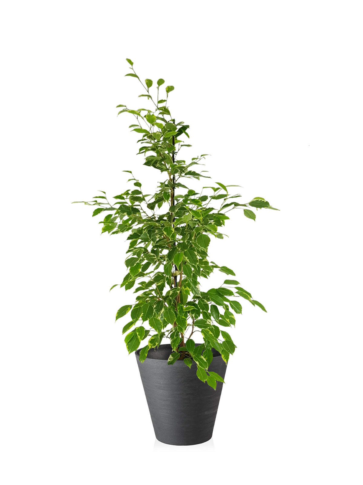 Ficus Benjamin grande