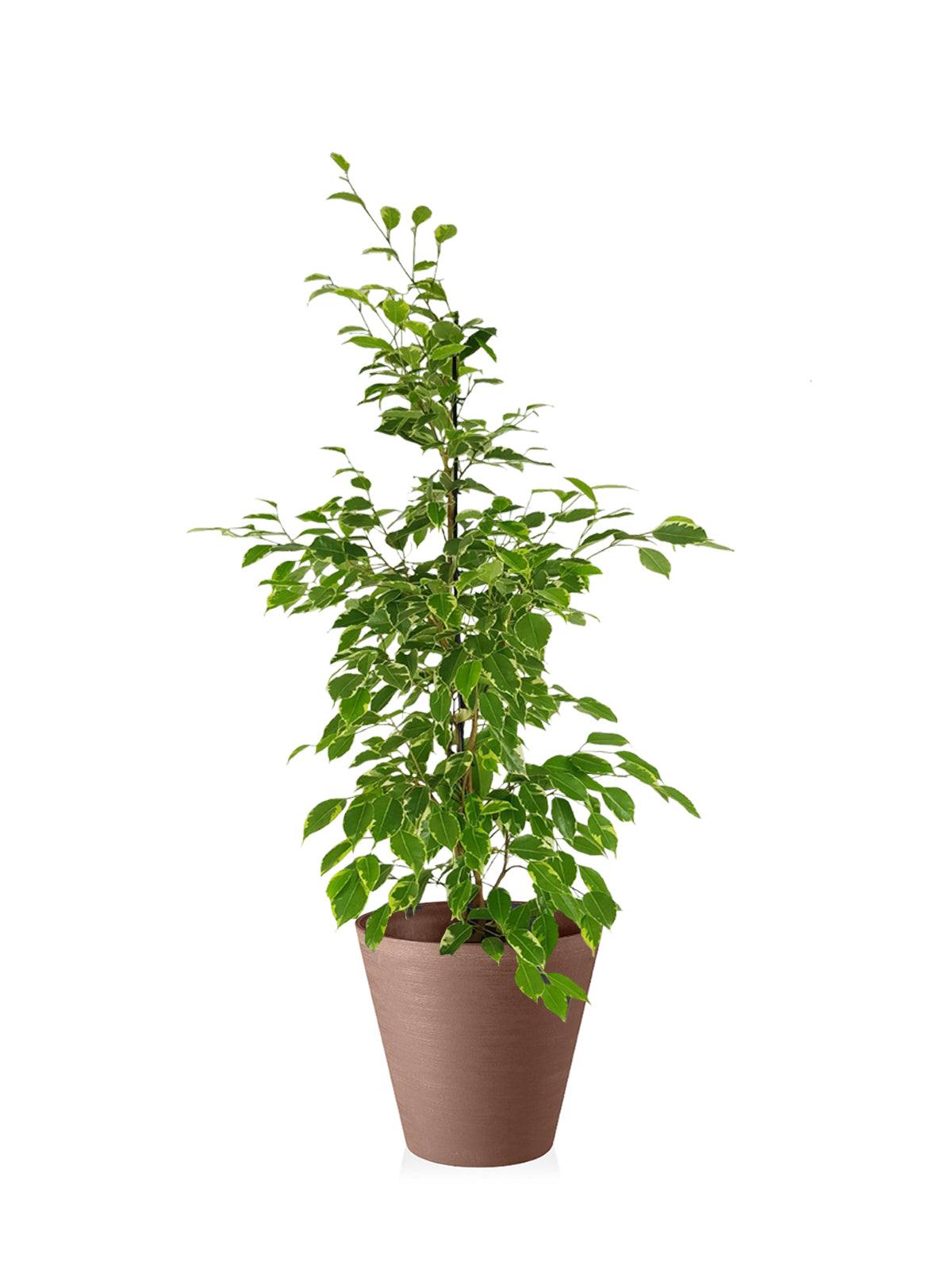 Ficus Benjamin grande