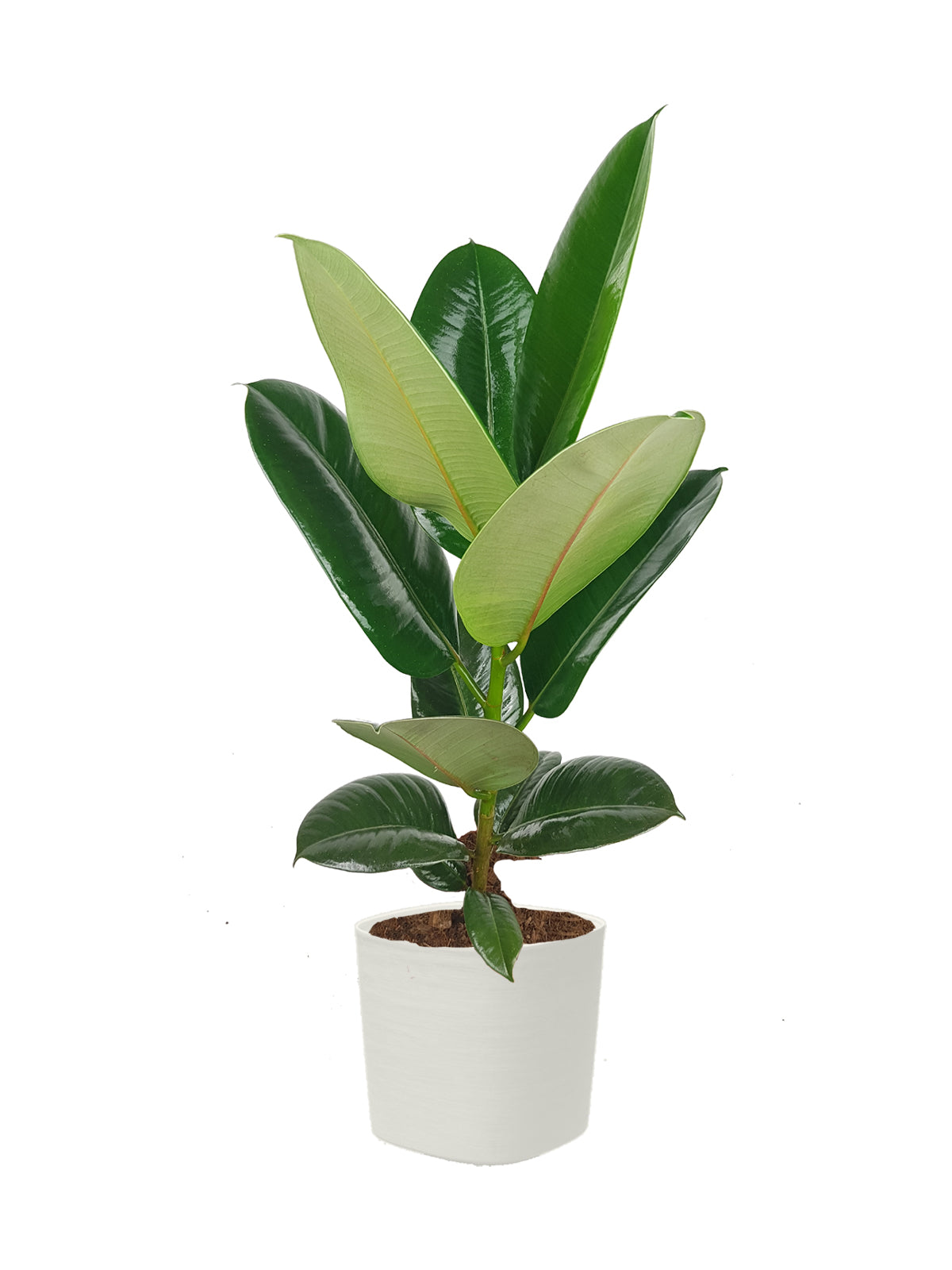 Ficus della Gomma grande