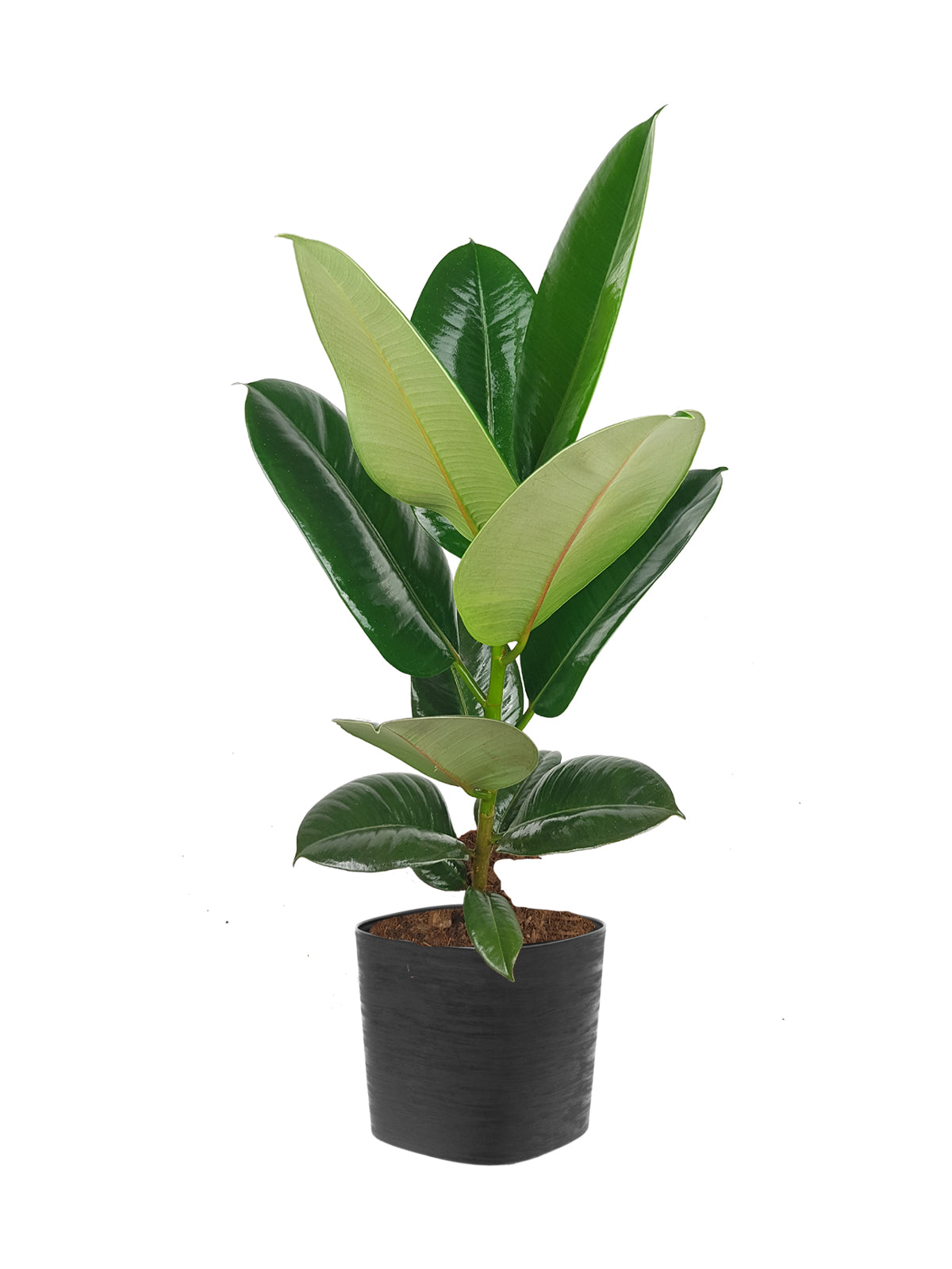 Ficus della Gomma grande