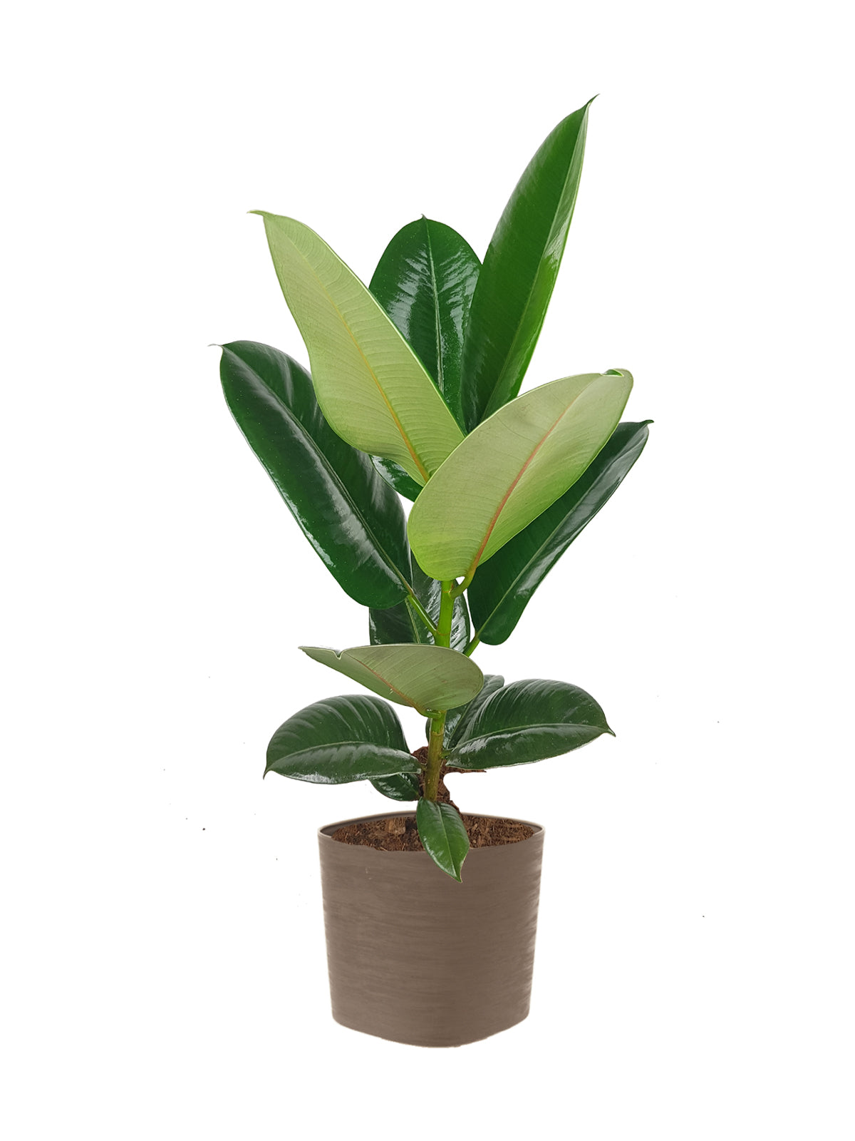 Ficus della Gomma grande
