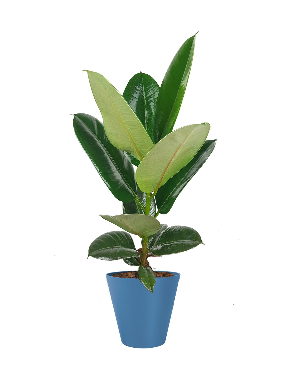 Ficus della Gomma grande