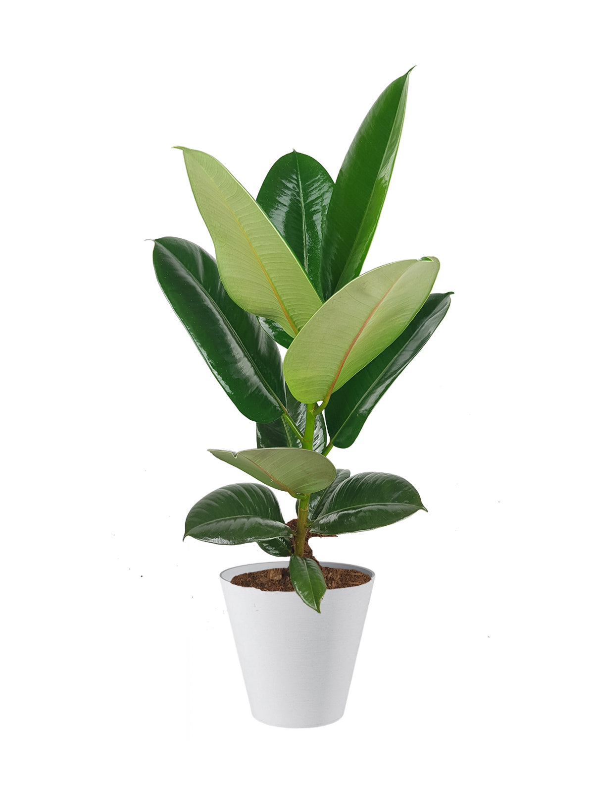 Ficus della Gomma grande