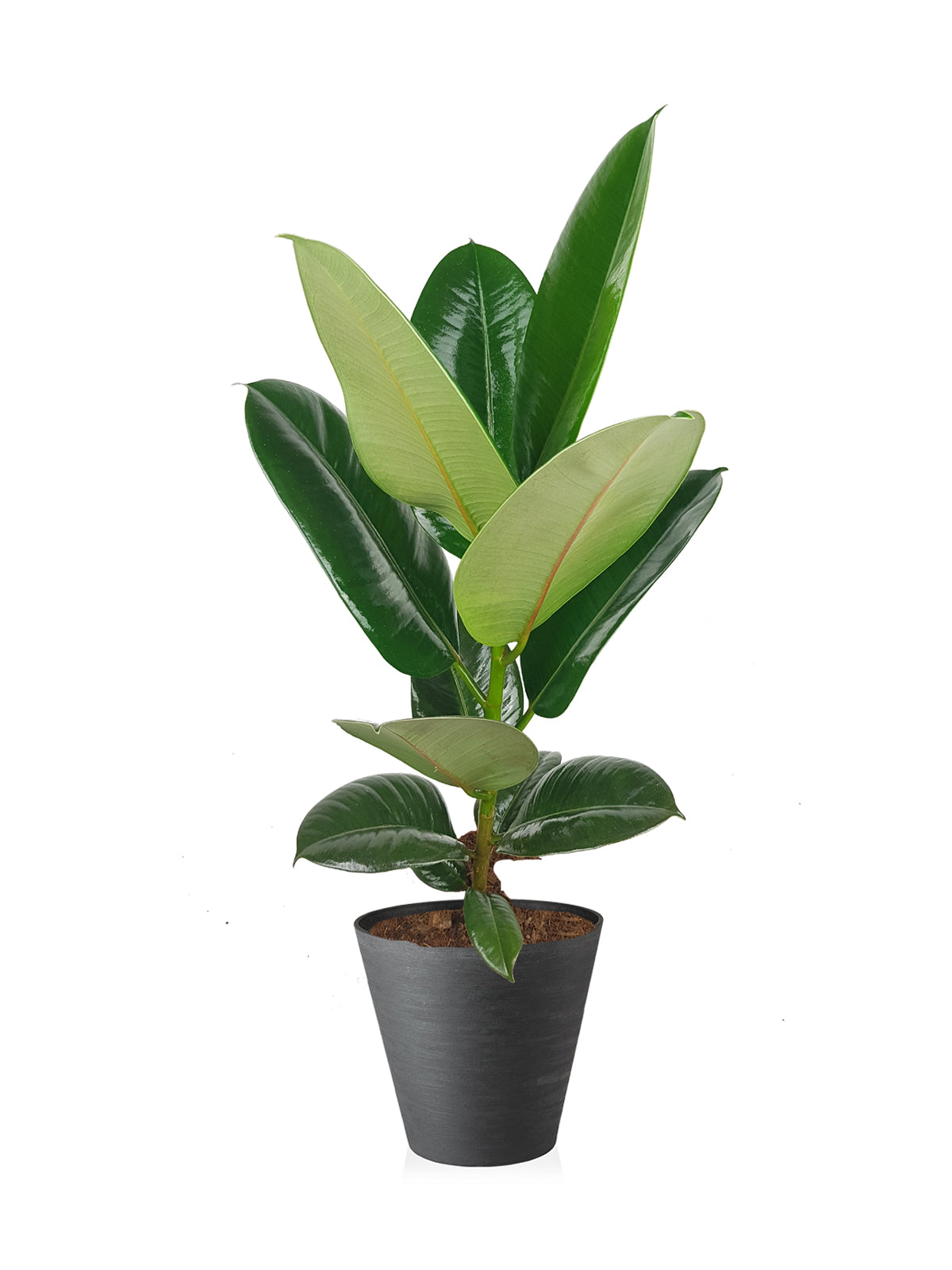 Ficus della Gomma grande