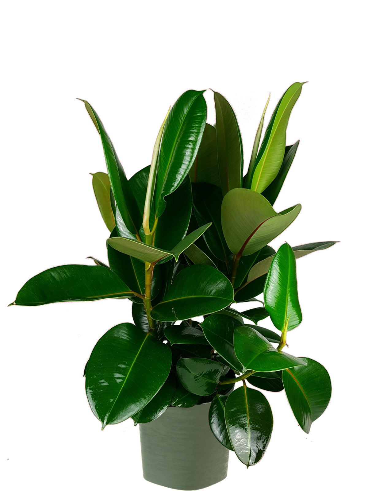 Ficus della Gomma extra