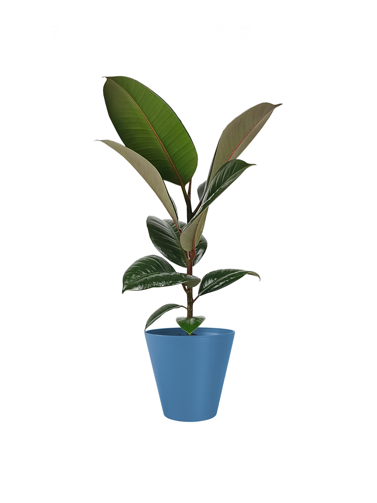 Ficus della Gomma