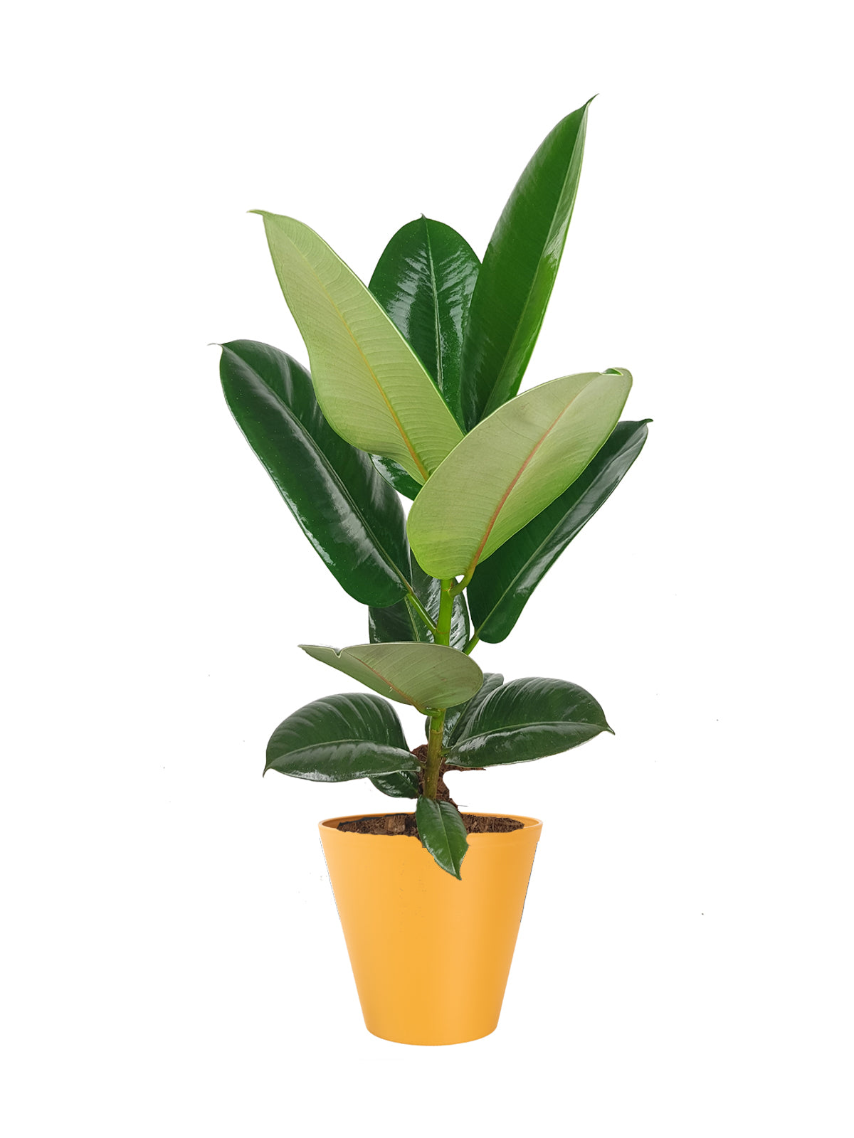 Ficus della Gomma grande