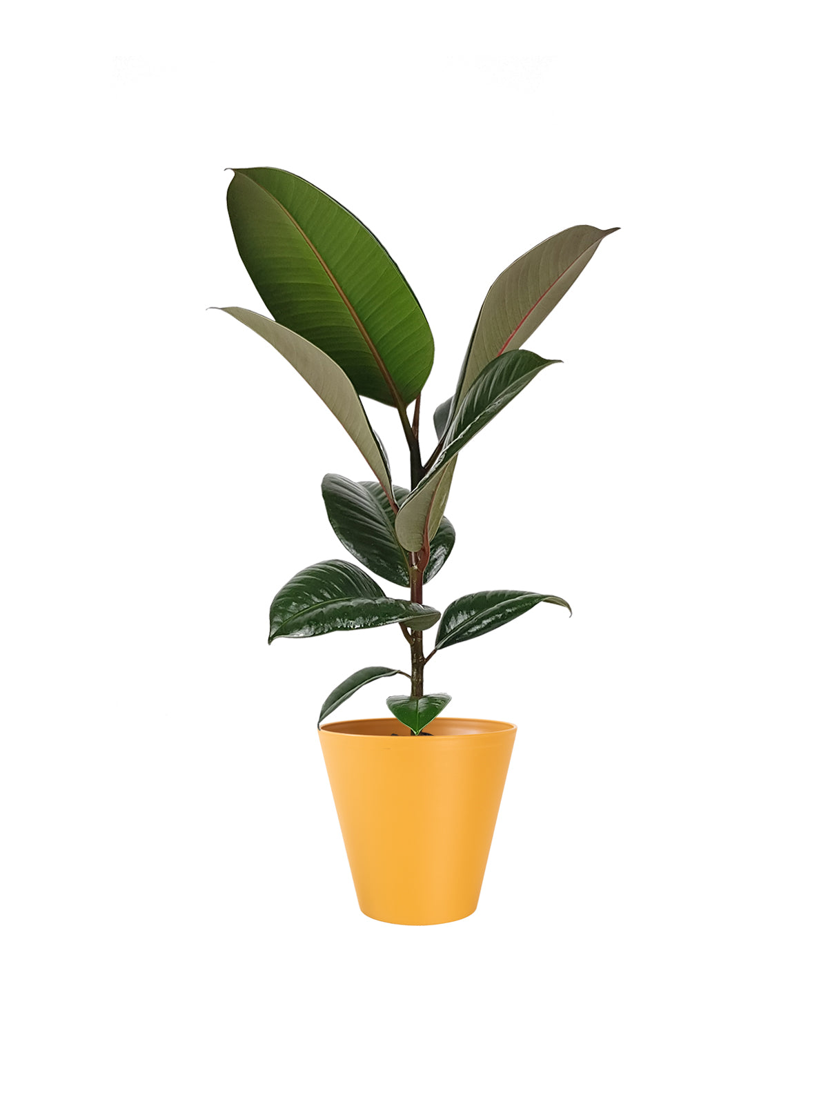 Ficus della Gomma