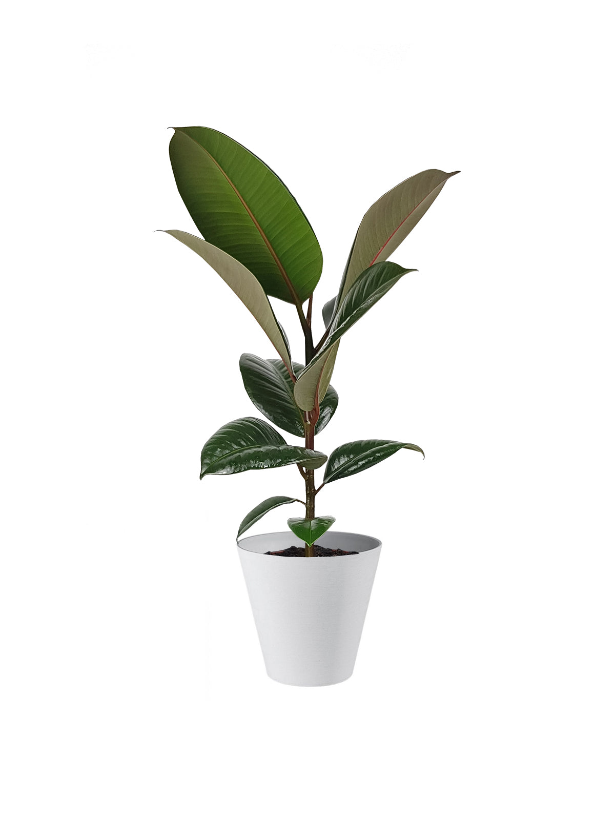 Ficus della Gomma