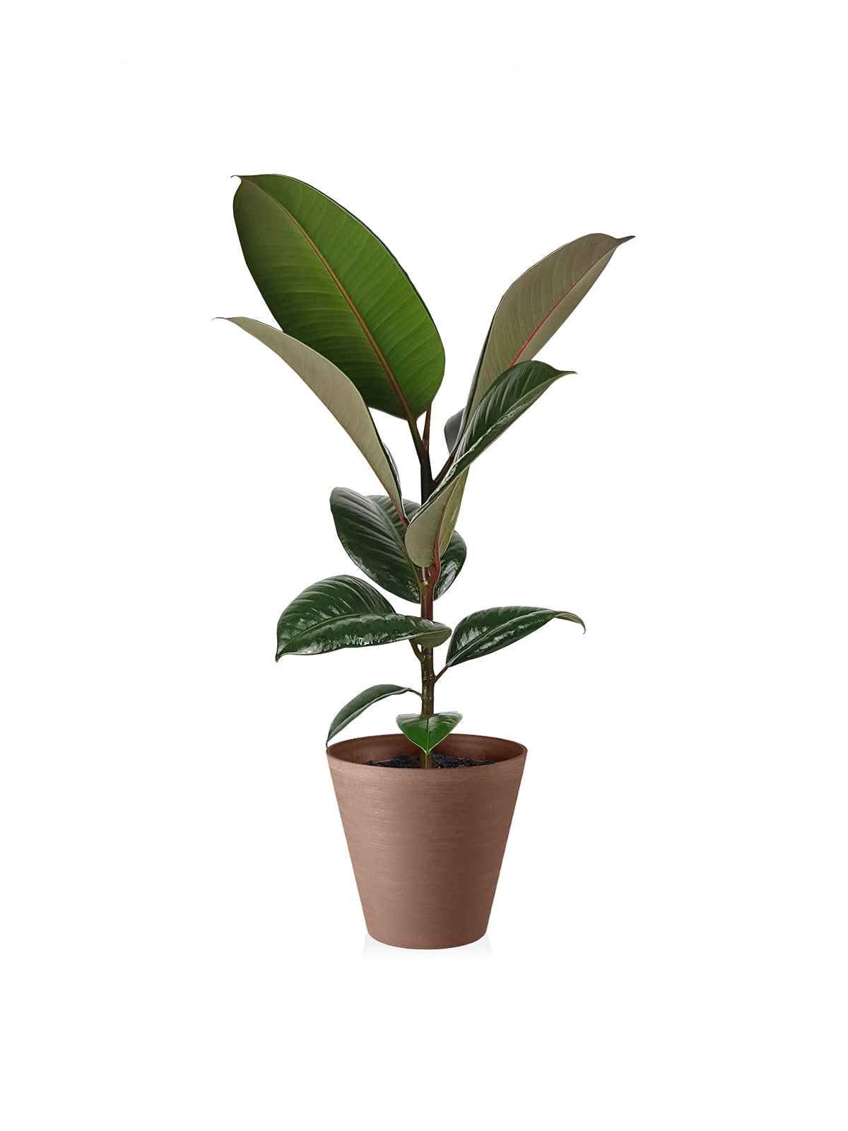 Ficus della Gomma