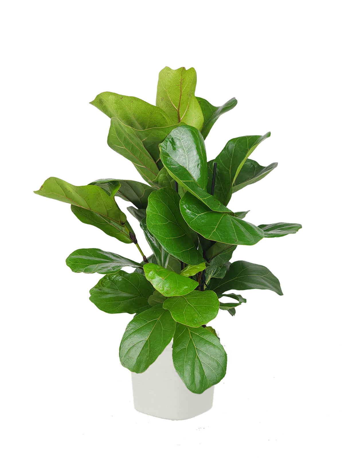 Ficus Lyrata grande