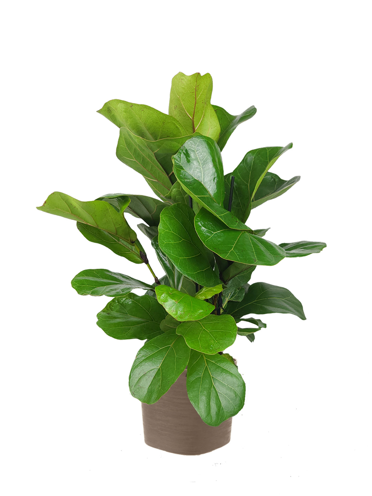 Ficus Lyrata grande