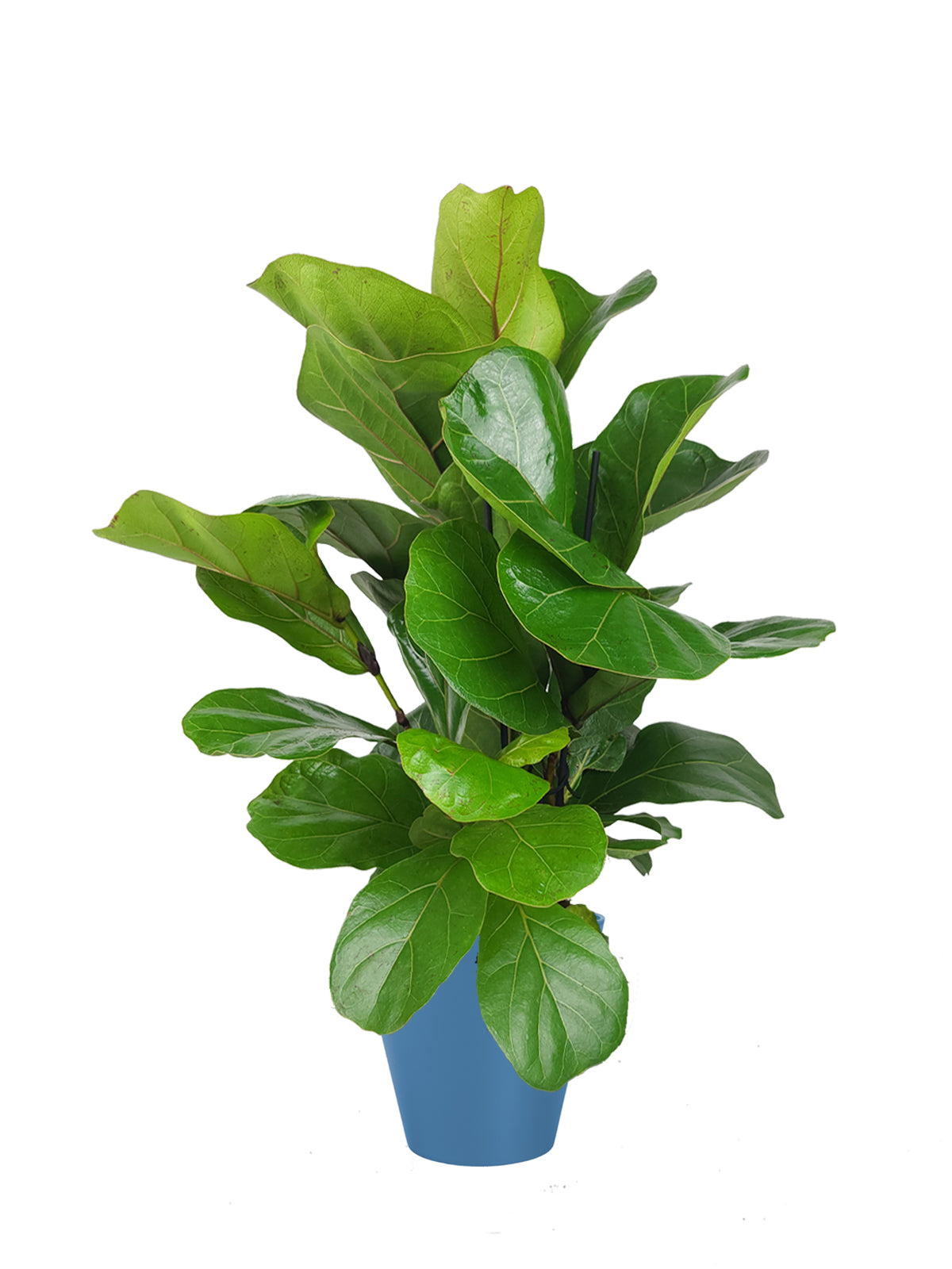 Ficus Lyrata grande