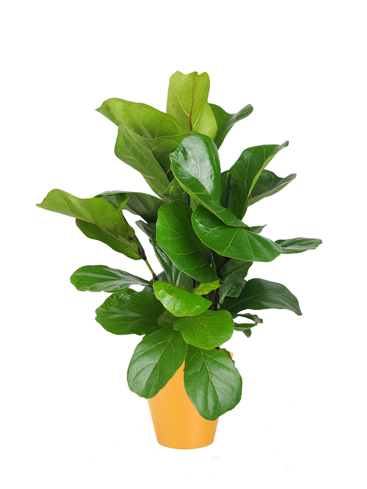 Ficus Lyrata grande