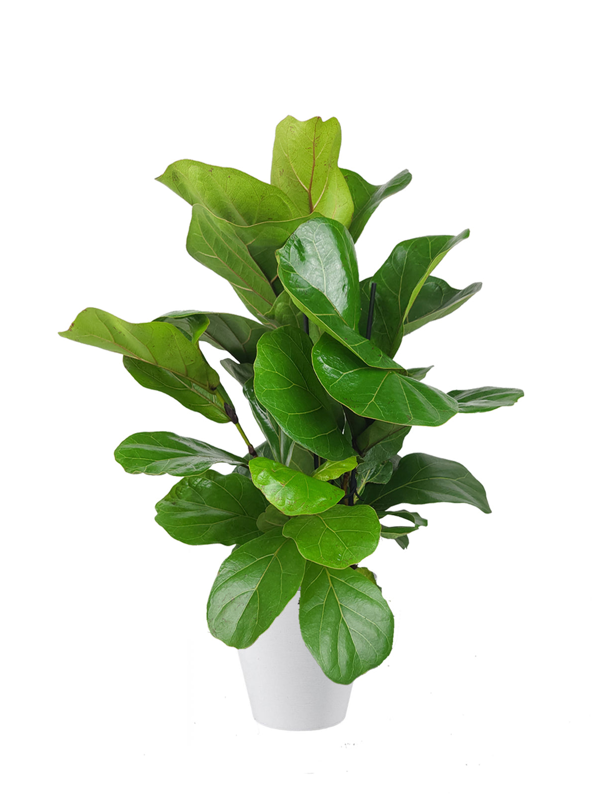 Ficus Lyrata grande