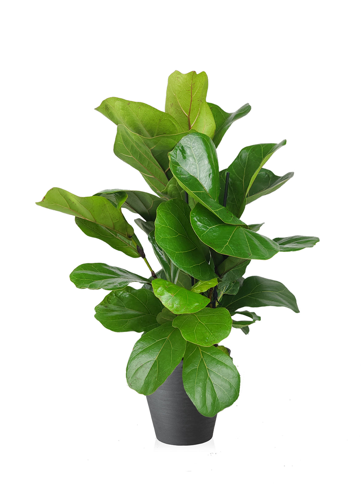 Ficus Lyrata grande