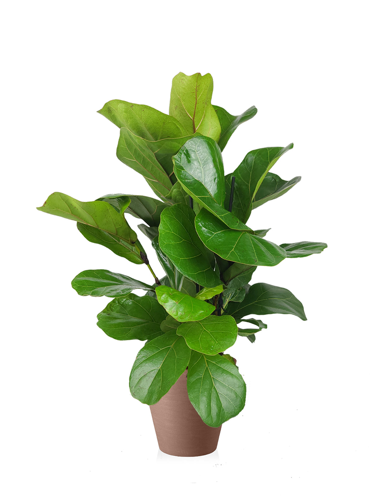 Ficus Lyrata grande