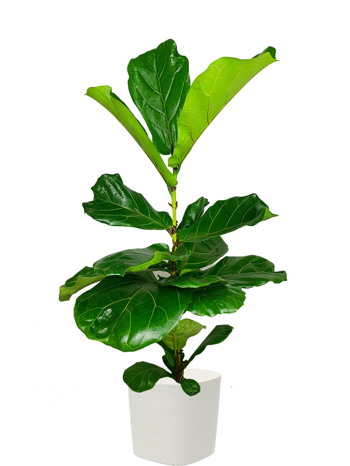 Ficus Lyrata extra