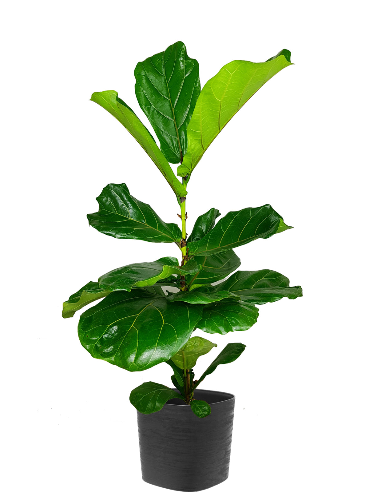 Ficus Lyrata extra