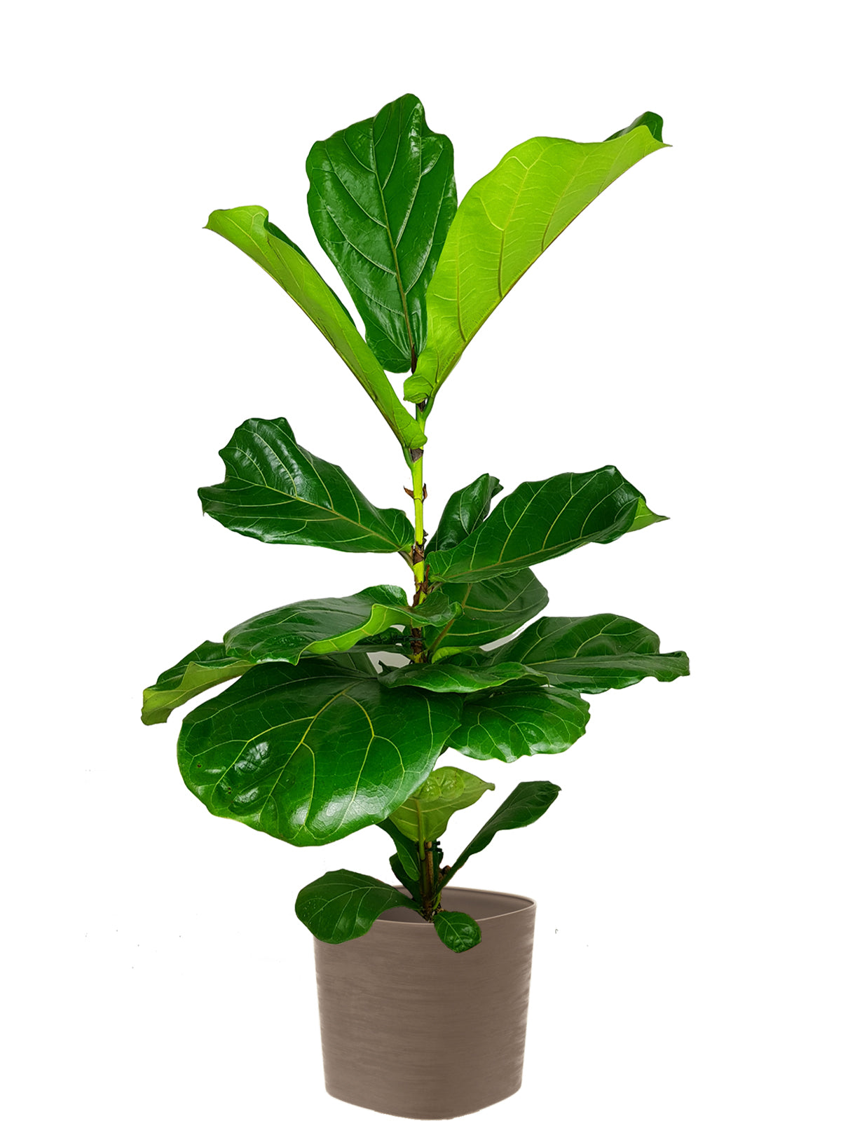 Ficus Lyrata extra