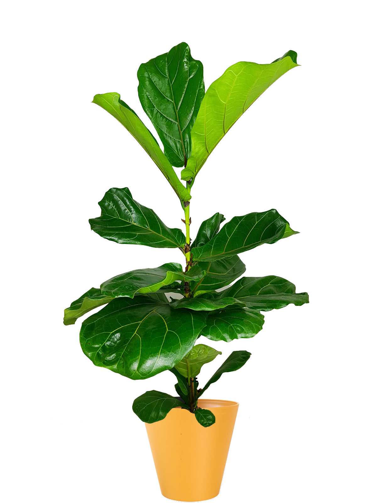 Ficus Lyrata extra