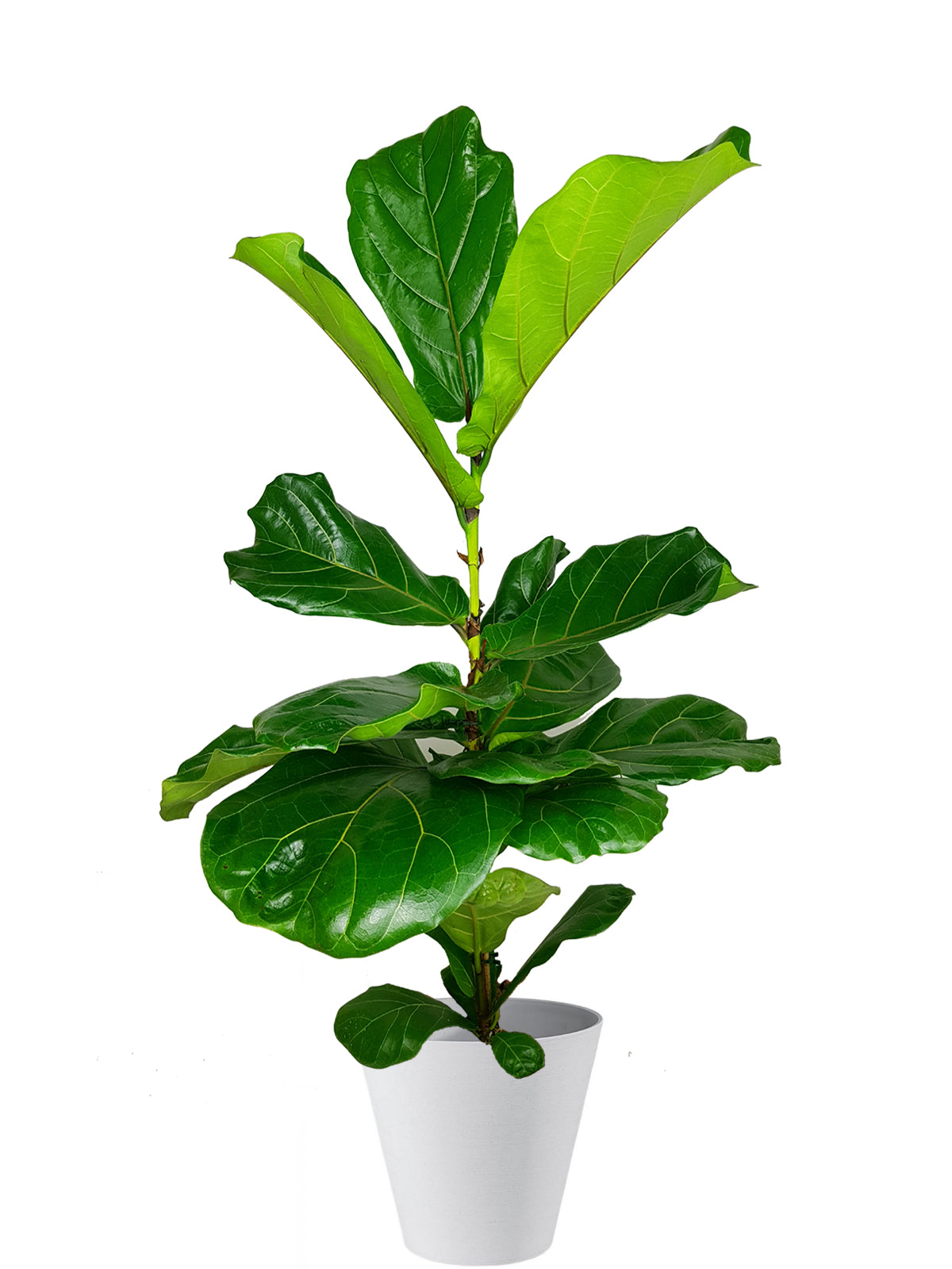 Ficus Lyrata extra