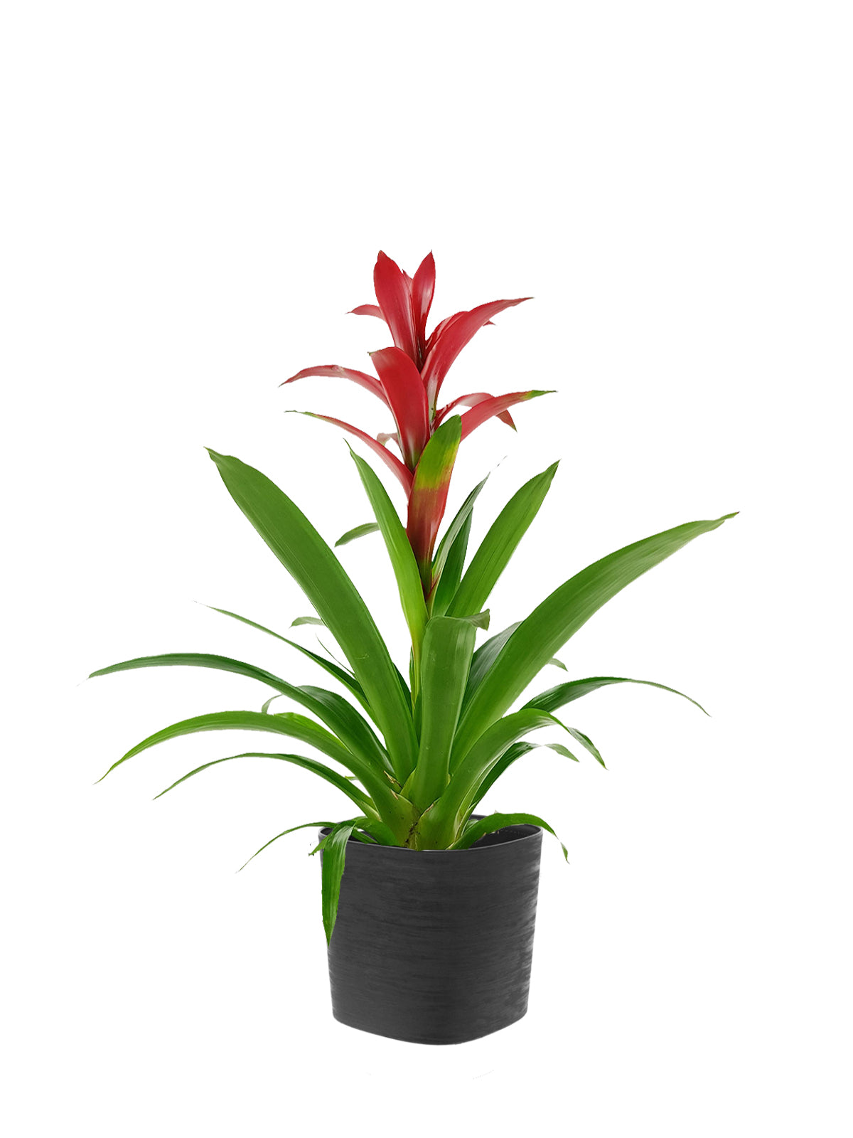 Guzmania grande
