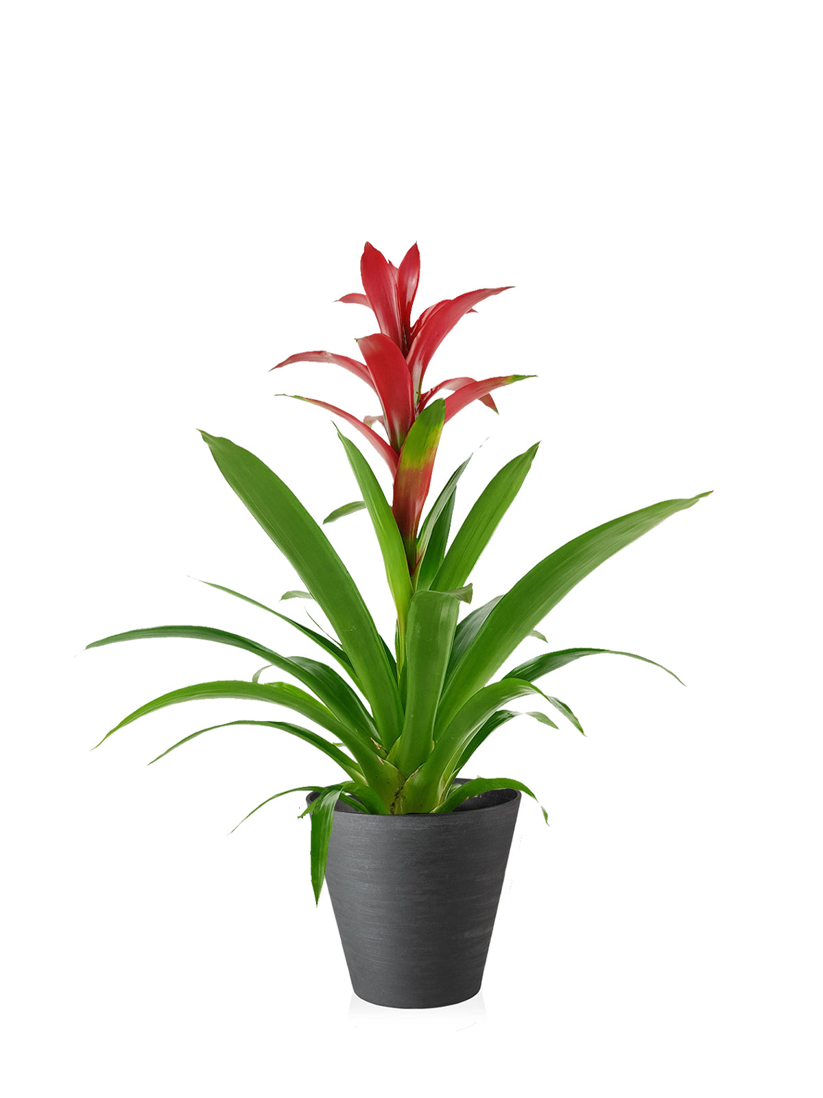 Guzmania grande