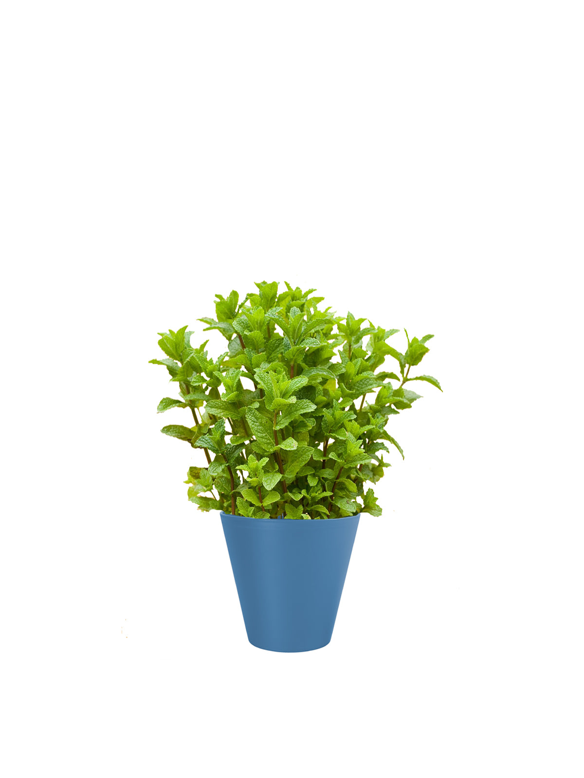 Menta