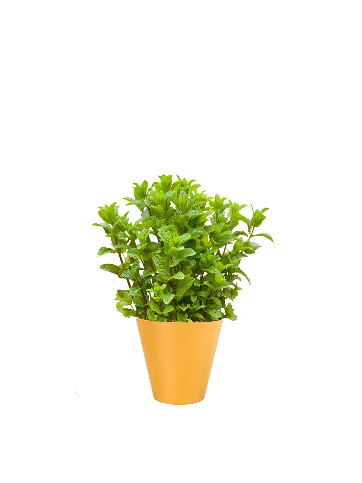 Menta
