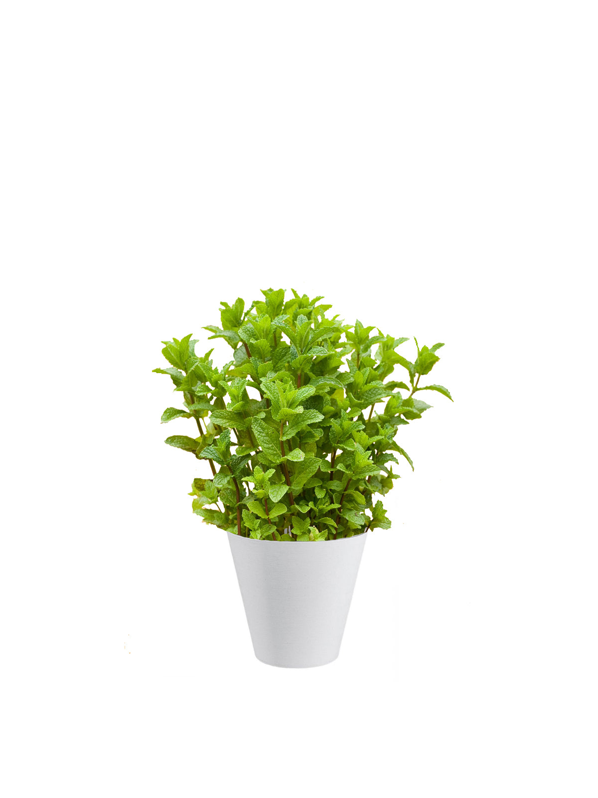 Menta