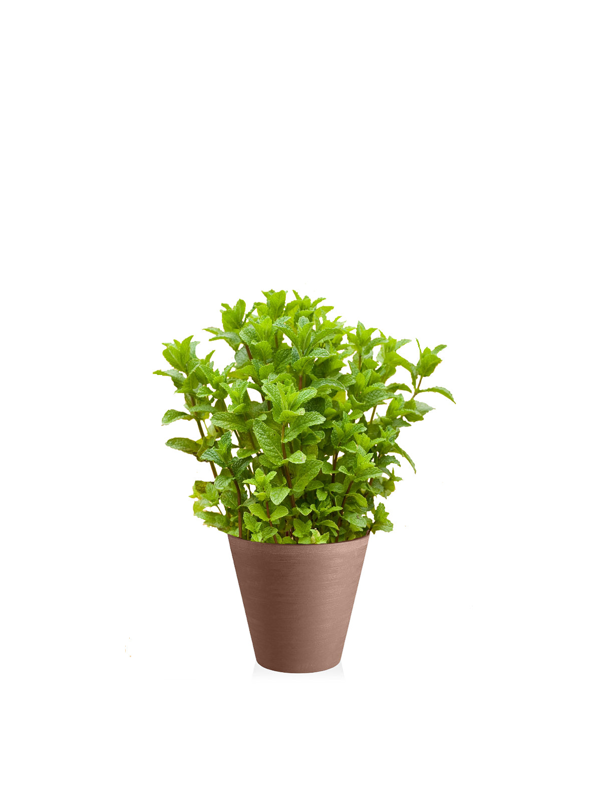 Menta