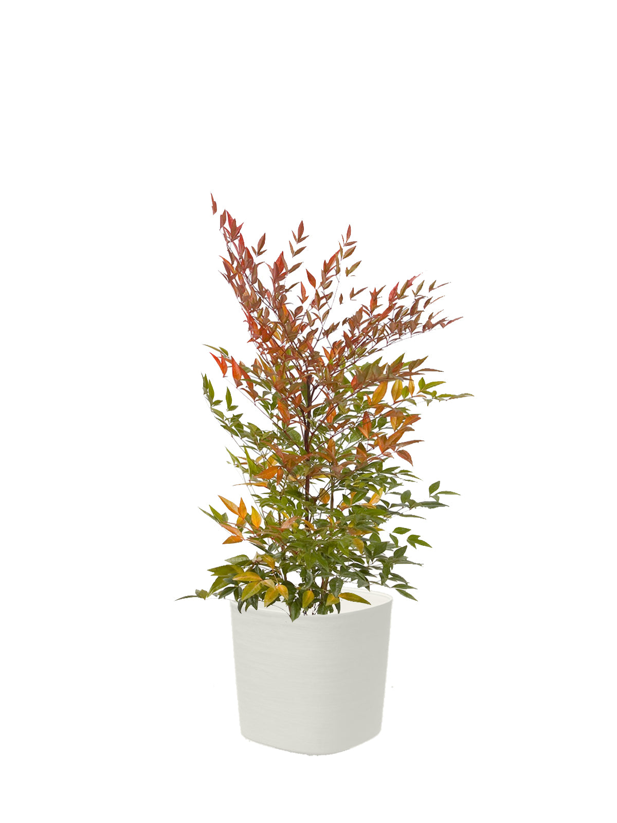 Nandina grande
