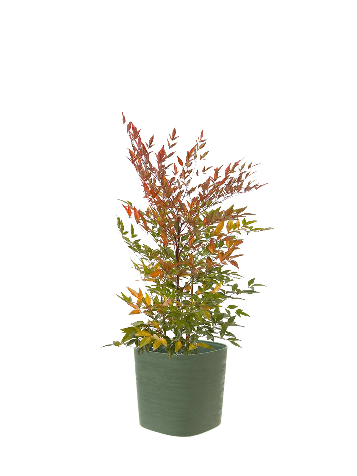 Nandina grande