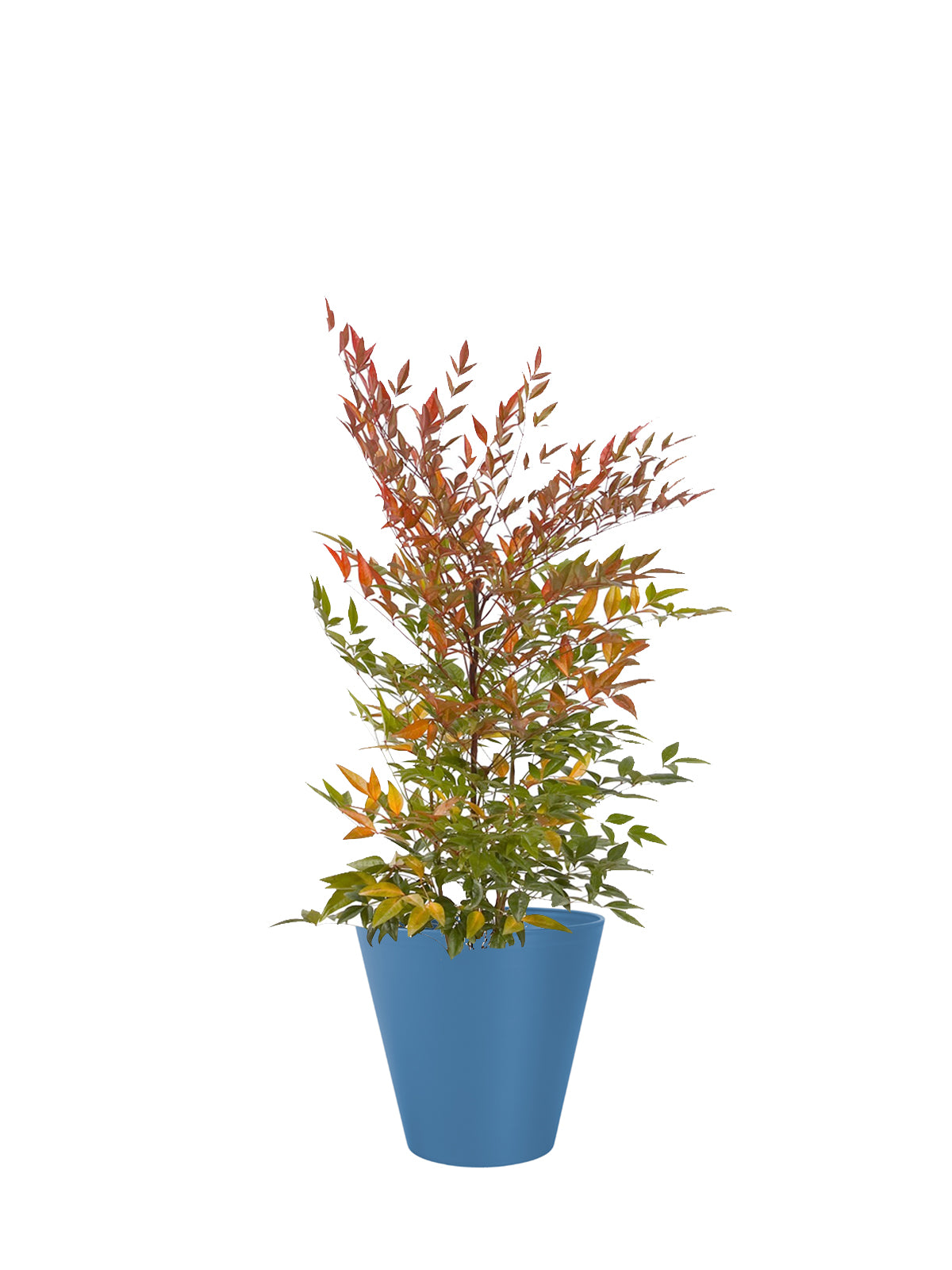 Nandina grande