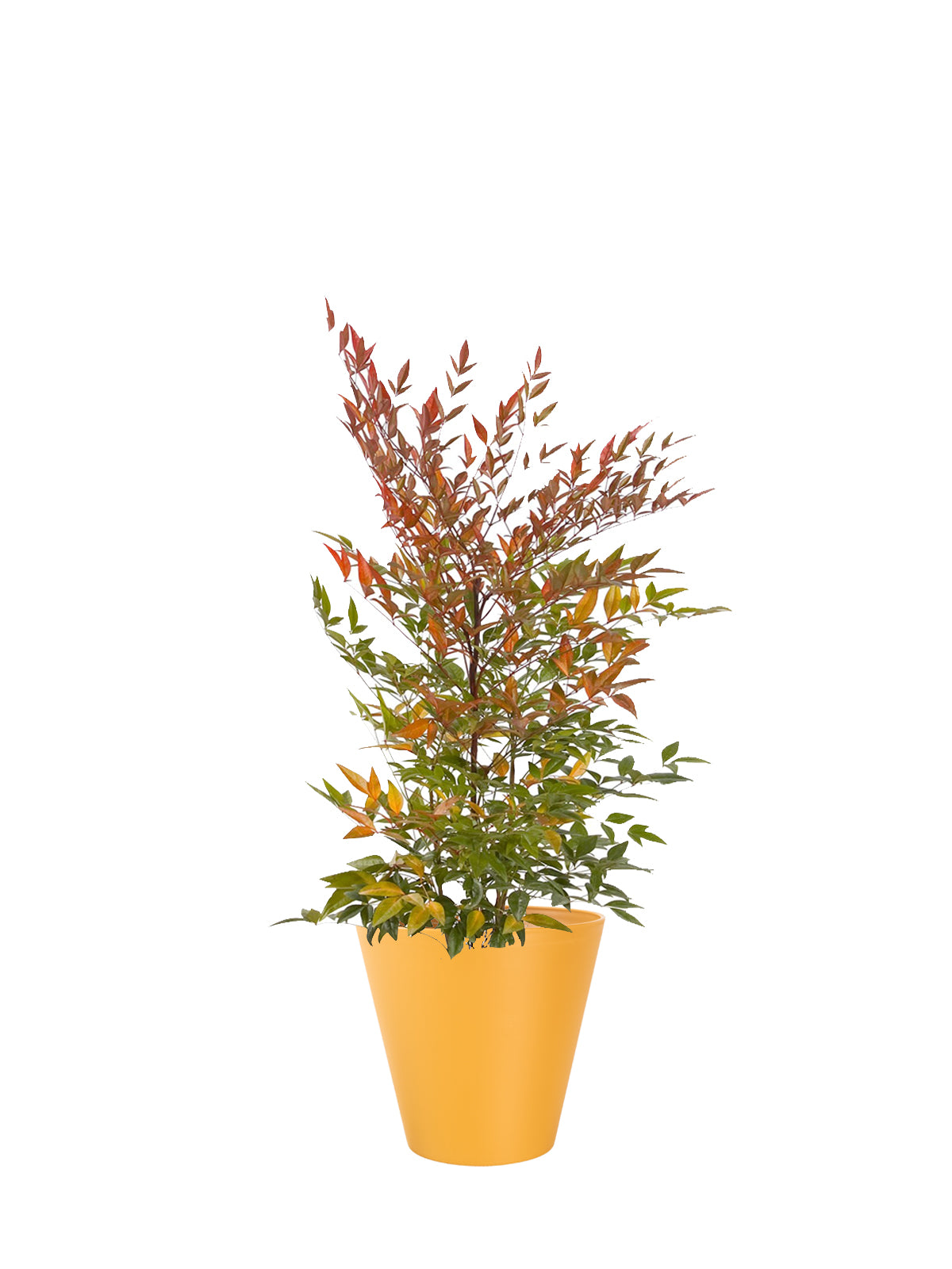 Nandina grande