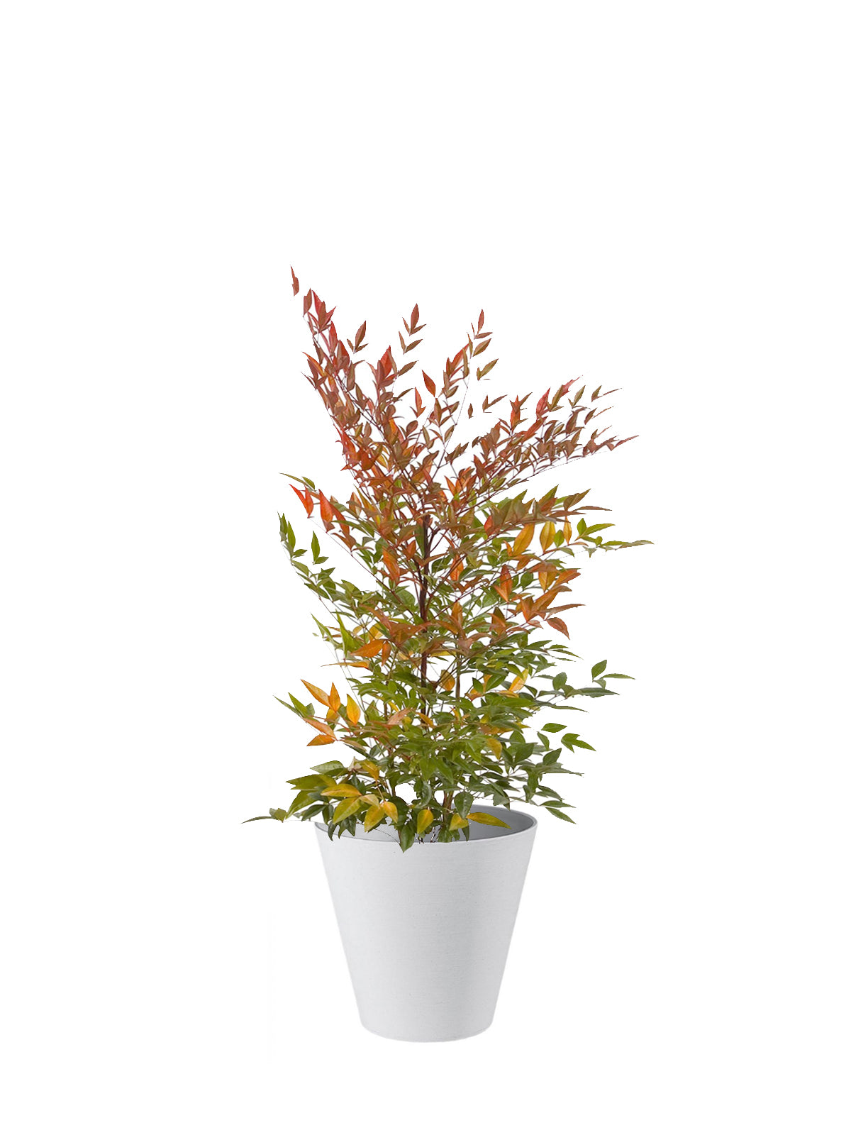 Nandina grande