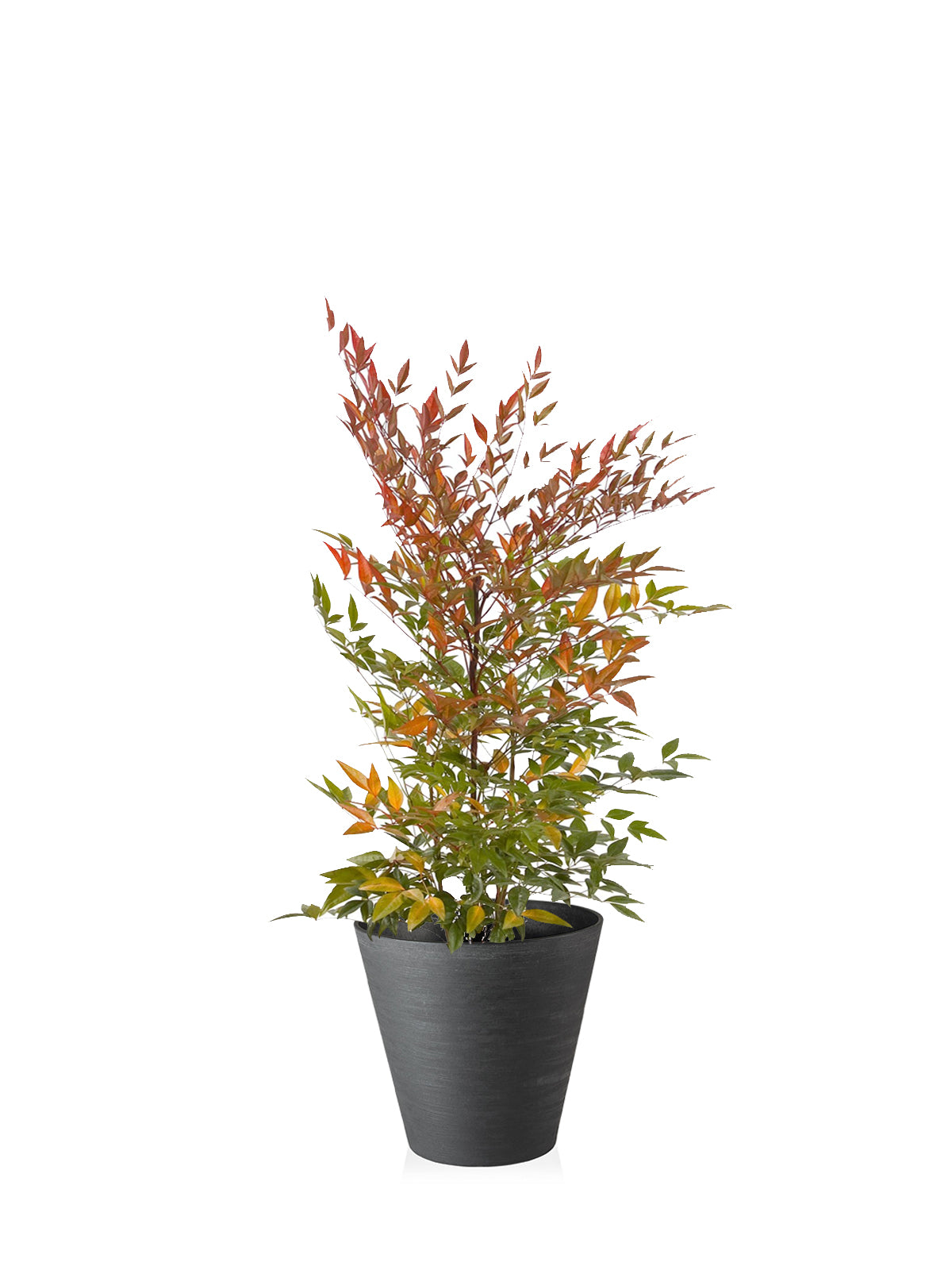 Nandina grande