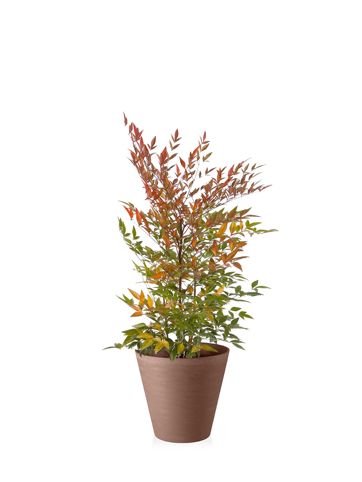Nandina grande